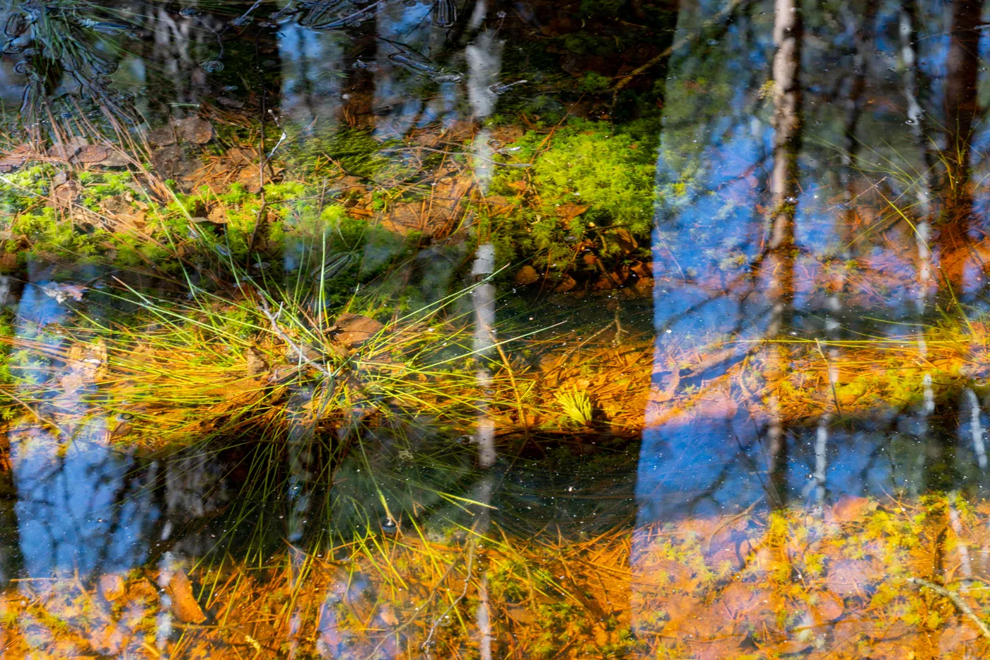 Reflet d'un étang forestier coloré avec un feuillage d'automne éclatant et une eau claire.