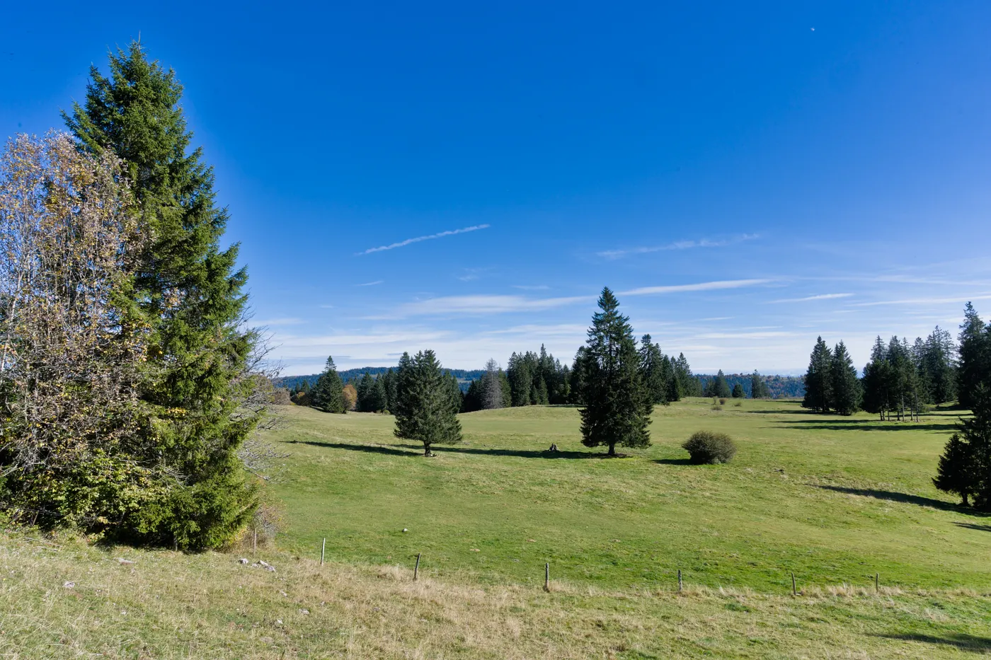 Magnifique paysage rural avec des arbres persistants sous un ciel bleu clair.